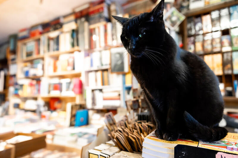 Gatti-della-Libreria-Acqua-Alta-Venezia