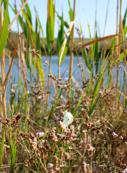 laguna-piante